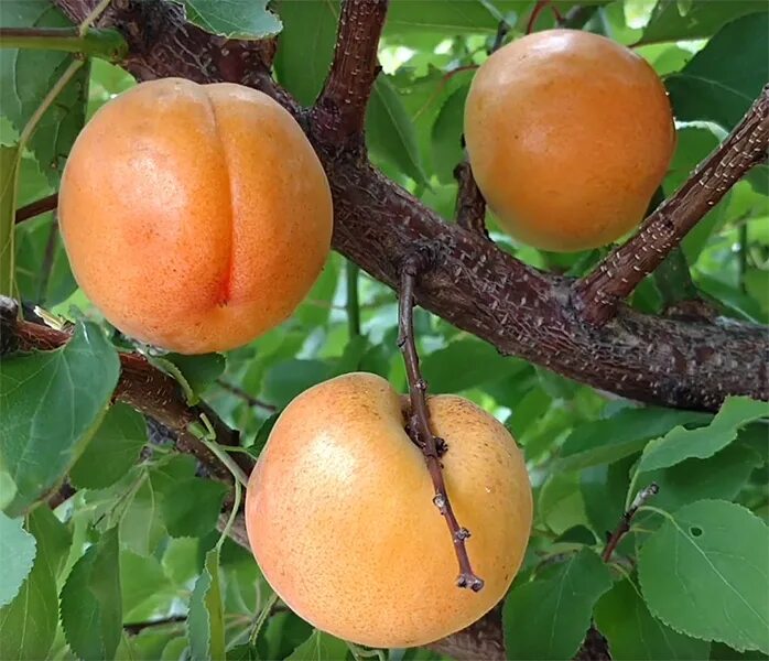 Гибрид слива персик абрикос шарафуга. Гибрид слива абрикос плумкот. Шарафуга (гибрид) Голд.