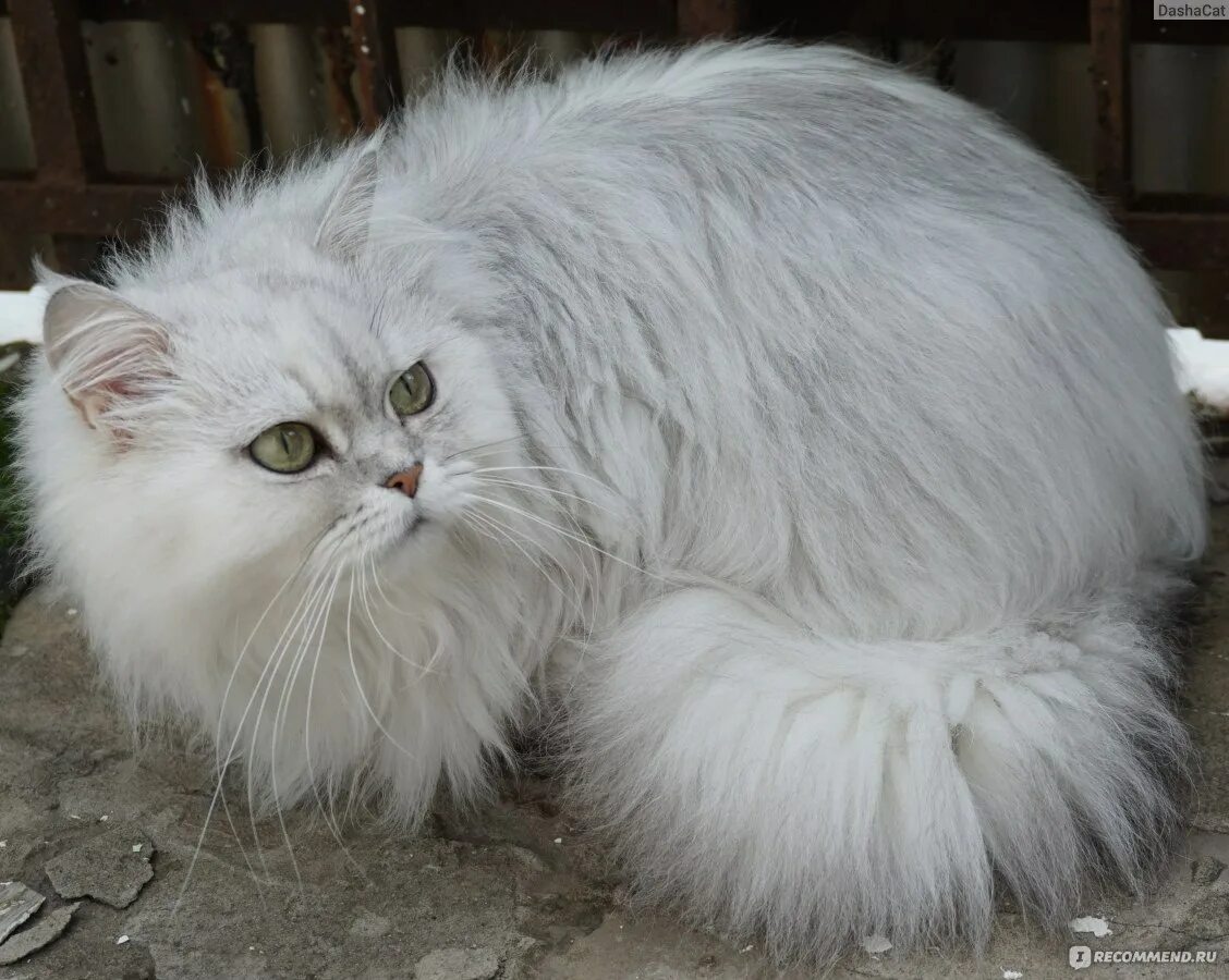 Персидская длинношерстная шиншилла. Персидская кошка шиншилла классик. Ширази порода кошек. Перс европейский кошка. Персидская шиншилла золотистая.