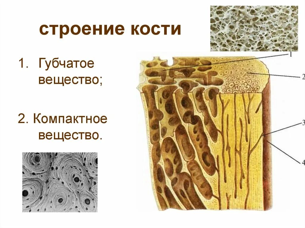 Строение компактного и губчатого вещества кости. Костная ткань компактное вещество губчатое вещество. Компактная костная ткань губчатая костная ткань. Компактное вещество кости и губчатое вещество кости.