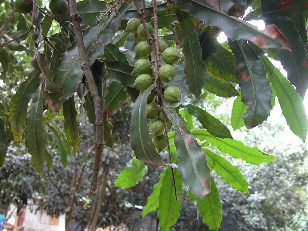 В каких странах растет макадамия. Macadamia ternifolia. Макадамия орех Родина. Макадамия Австралия дерево. Макадамия орех куст.