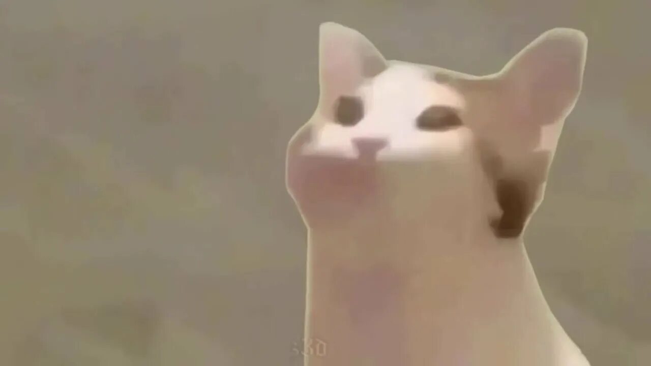 Кот качает головой под