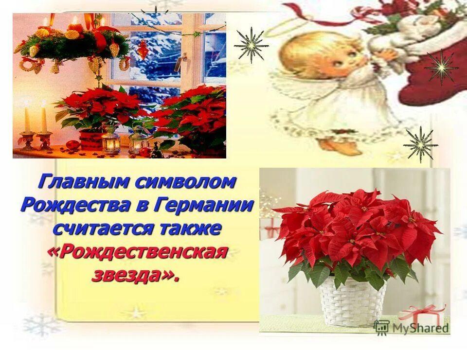 Главные символы рождества. Падуб остролистный ядовитый. Омела белая рождество. Какой цветок является символом рождества в европе. Цветок пуансеттия в испании.