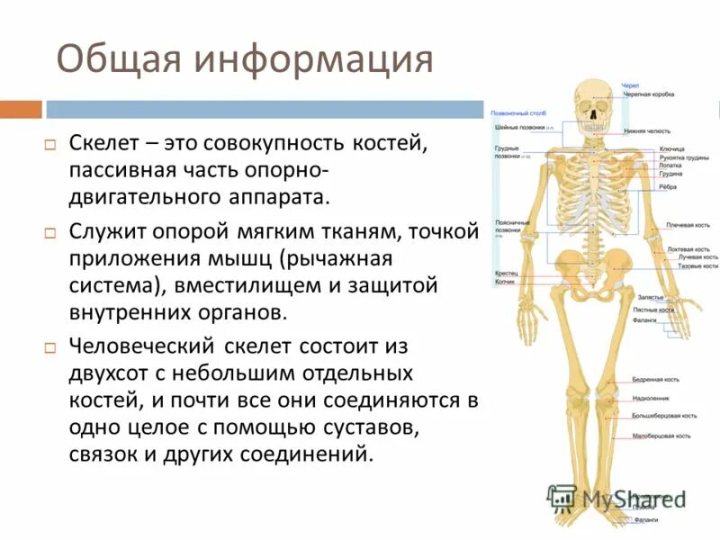 Пассивная часть опорно двигательной. Скелет человека. Сообщение о скелете человека. Скелет человека доклад. Доклад кости человека.