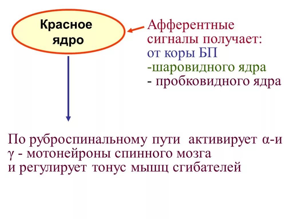 Красное ядро функции. Красное ядро физиология. функции красных ядер физиология. красное ядро среднего мозга.
