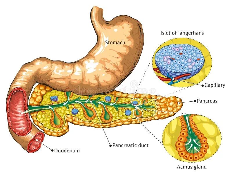 Anatomy and physiology of the human pancreas: topographic map of internal organs