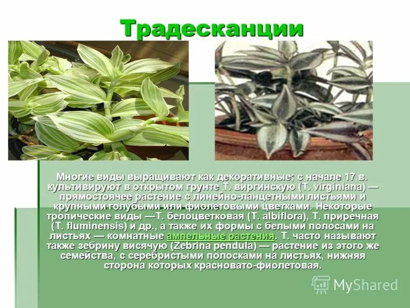 Экспериментатор взял одно растение традесканции