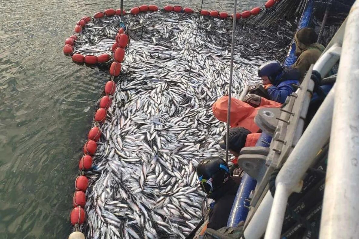 Ловля салаки. Ловля сельди. Охотское море рыбный промысел. Промысловая рыба Охотском море.