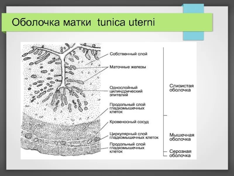 Слизистая стенок матки. Слои стенки матки (оболочки). Слизистая оболочка эпителий матки. Серозная оболочка матки. Наружная серозная оболочка матки.