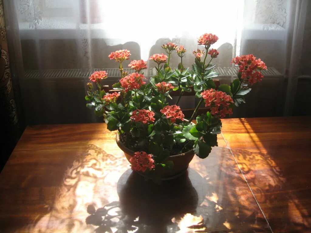 каланхоэ разрастающееся цветущая. каланхоэ розалина. каланхоэ на подоконнике. каланхоэ (kalanchoe). каланхоэ без цветов на подоконнике.