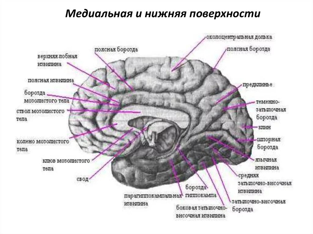 Анатомия коры головного мозга доли борозды извилины. Конечный мозг строение извилины. Строение конечного мозга борозды.