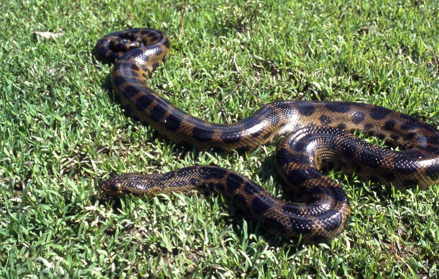 Самый большой змей в мире фото. Анаконда змея. Анаконда Дешауенсея. Змея Анаконда гигантская.