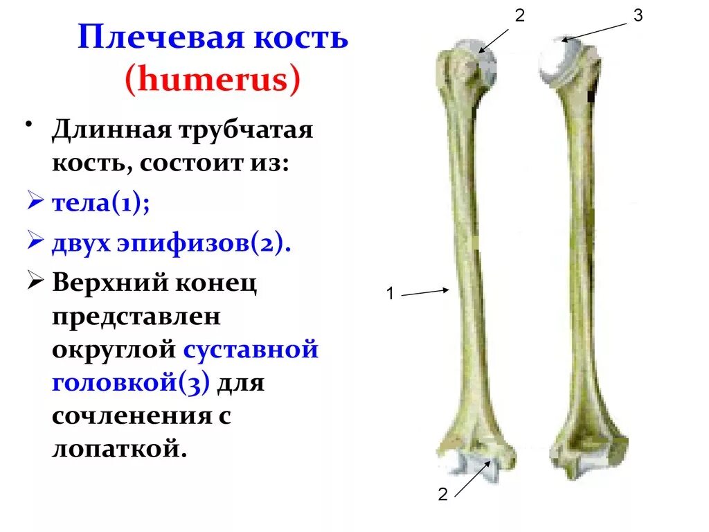 Скелет человека трубчатые кости. Плечевая кость анатомия кости. Строение плечевой кости человека анатомия. Плечевая кость верхний проксимальный эпифиз. Трубчатая плечевая кость строение.