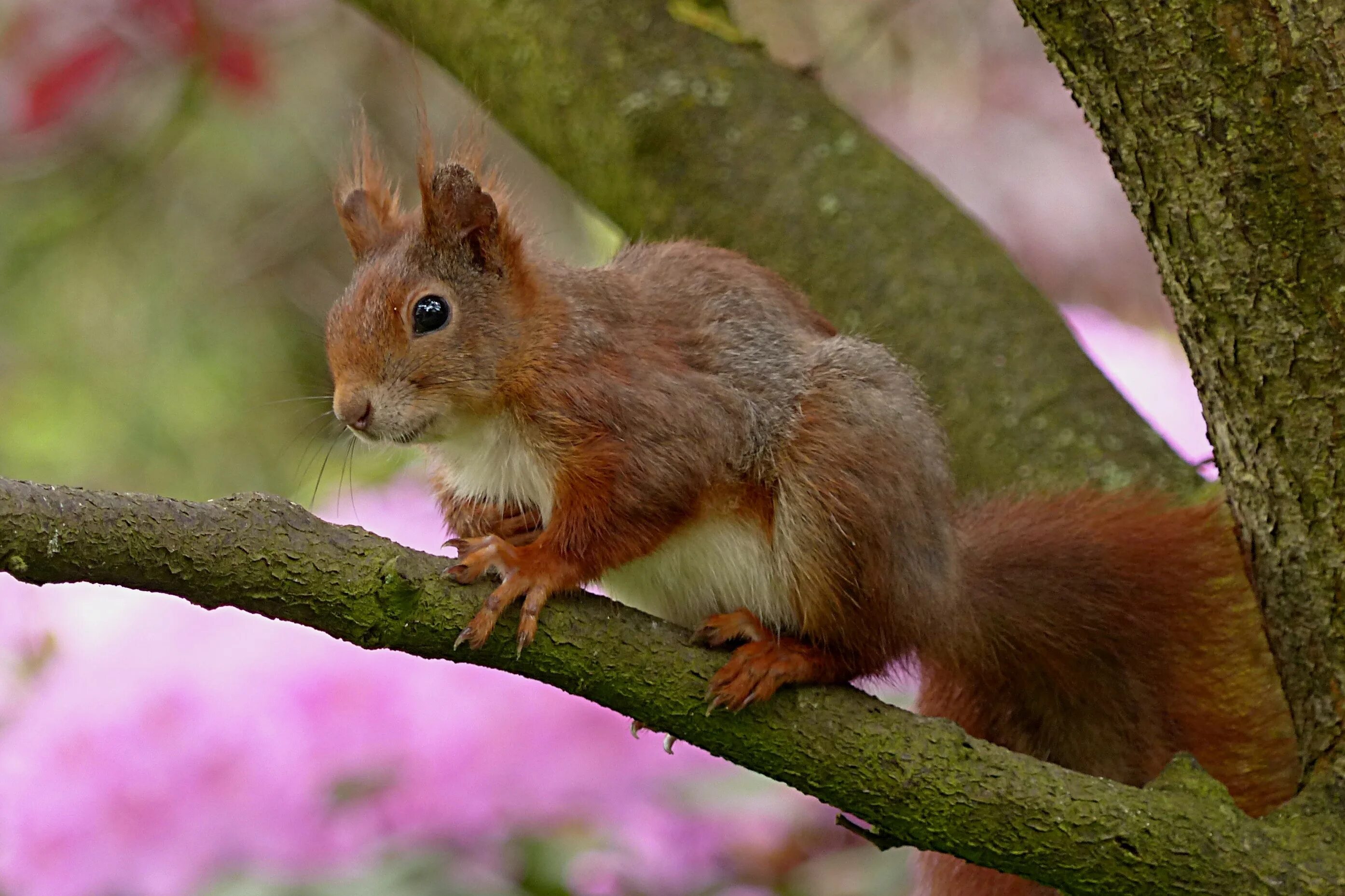 Sciurus Ignitus. Белка. Млекопитающие животные белка. Изображение белки.