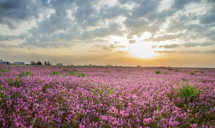 Поле фиалок фото Анютины глазки (60 фото) виды, уход и посадка в открытом грунте