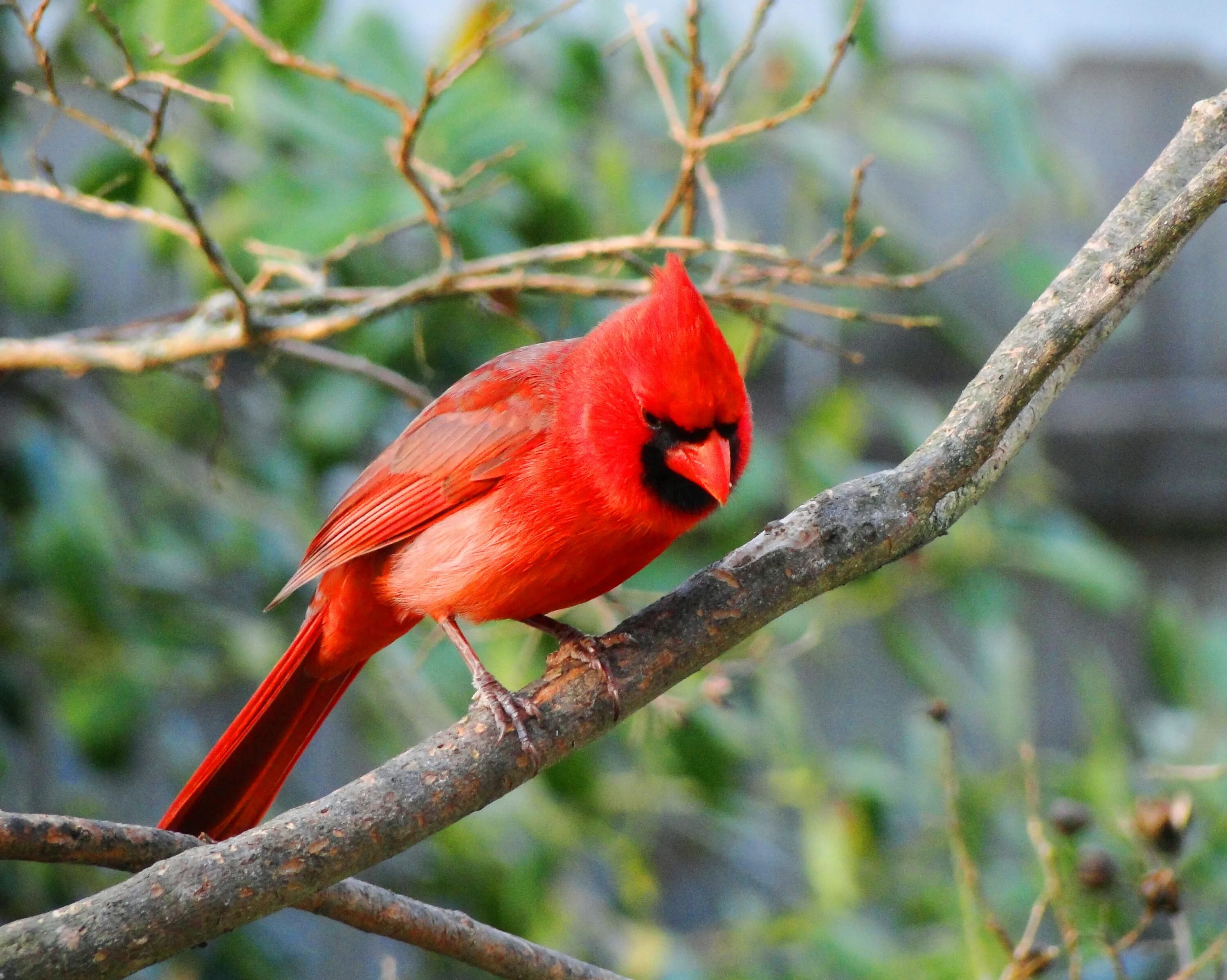 Красный Кардинал птенец. Птица с красными глазами. Птица с красными бровями. Красная птица в скалах.