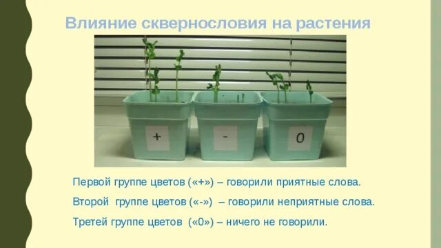 Влияние слов на растения. Влияние сквернословия на растения. Опыты с растениями. Как музыка влияет на растения. Влияние минеральной воды на растения