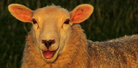 These sheep