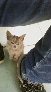 Подобрали котенка с улицы первые