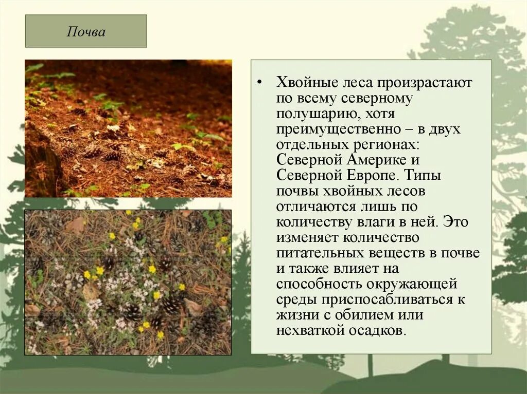 Влияние почвы на лес. Долина мехико обезлесение. Влияние почвы на лес. Влияние лесных пожаров на почву. Хозяйственная деятельность человека.