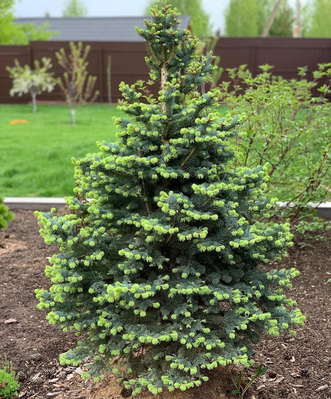 Пихта субальпийская compacta. Ель Abies Koreana. Пихта корейская субальпийская компакта. Ель компакта