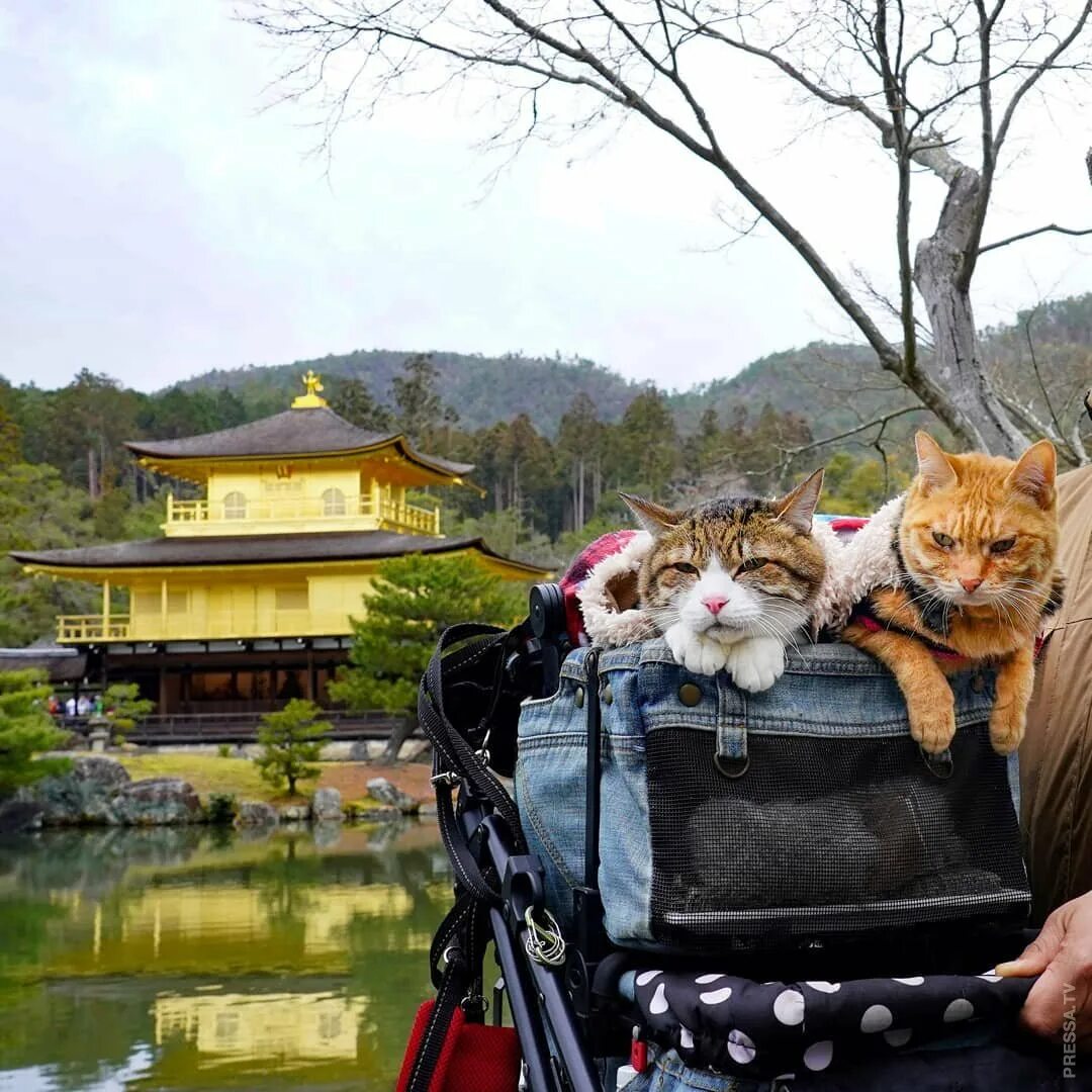 Фотографии японских кошек. Сьюки кот путешественник. Кошки путешественники. Путешествие с кошкой. Кот путешествует.