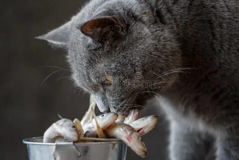 Можно котам корм с рыбой