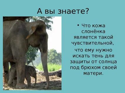 Краткий рассказ про слона