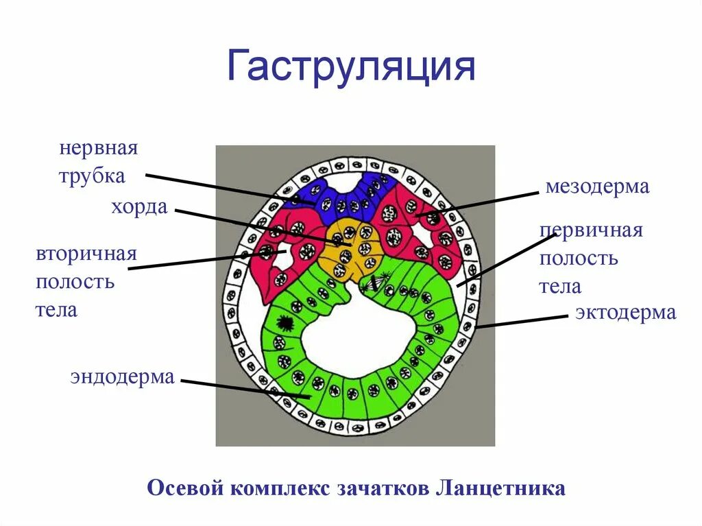 Вторичная полость тела у эмбриона. Гаструла эндодерма. Вторичная полость тела мезодерма. Эмбрион эктодерма мезодерма. В какой полости тела они расположены