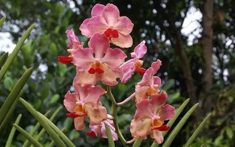 Orchid 2