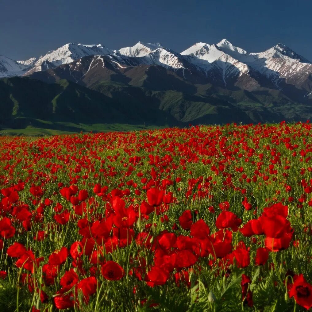 Киргизия в мае. Тянь Шань Киргизия маки. Киргизия горы Тянь-Шань. Киргизия Луга Тянь-Шаня. Природа Киргизия Тянь-Шань.