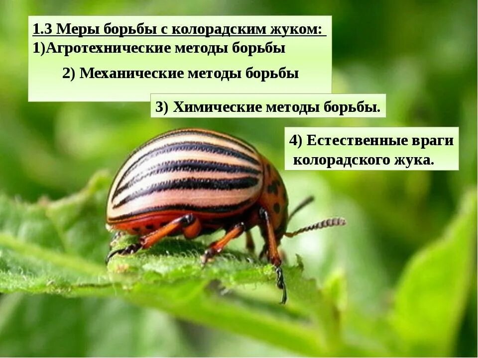 Как бороться жуками