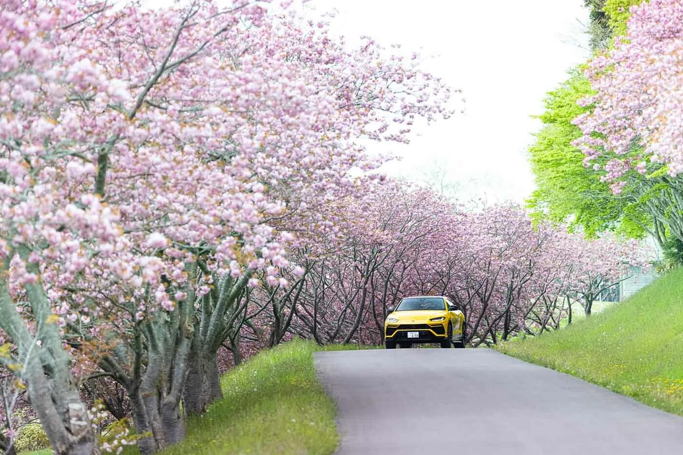 Японская дорога. Япония дорога. Желтая Весенняя дорога в Японии. Japan Road Cone Yellow Grey. Japan Road cylinder Yellow Grey.
