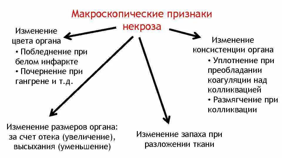 Проявление и изменение признака