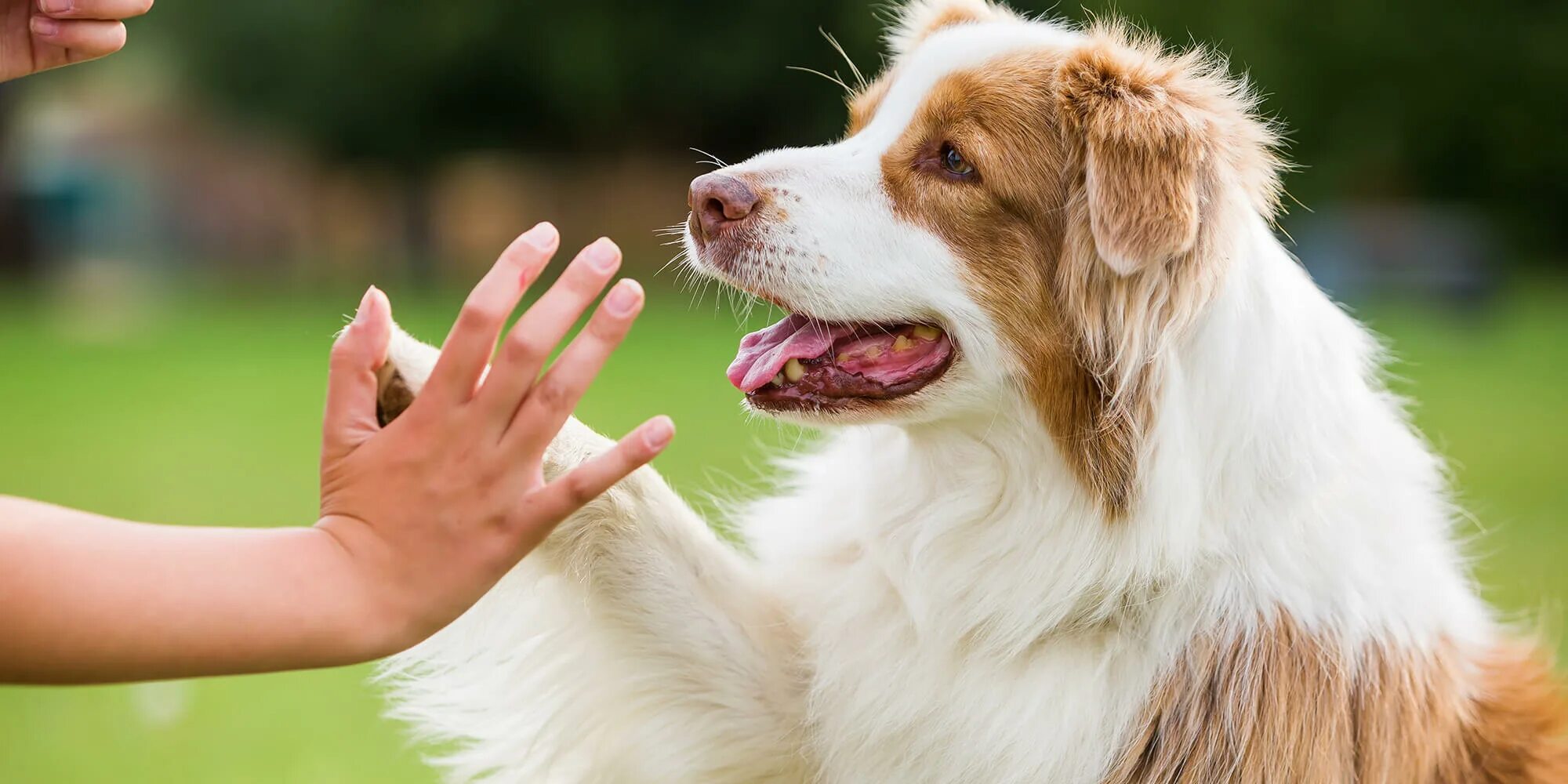 Dog new tricks. Зоопсихолог для собаки. Соба к дает ЛААУ. Собака дает лапу. Счастливая собака.