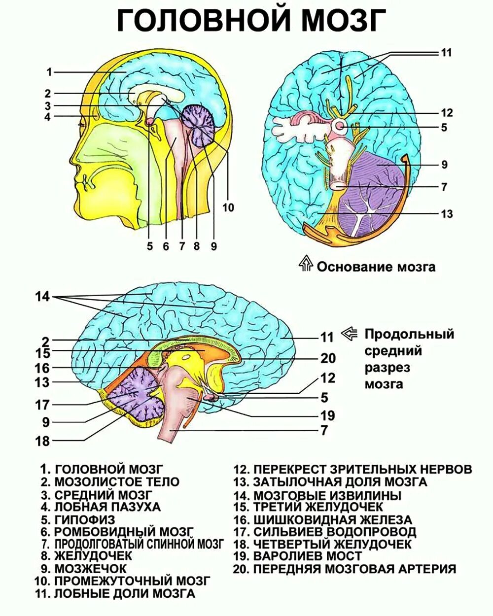 Нервные центры и отделы головного мозга. Строение мозга человека схема. Строение головного мозга отделы головного мозга. Схема основных отделов головного мозга. Строение человеческого мозга схема.