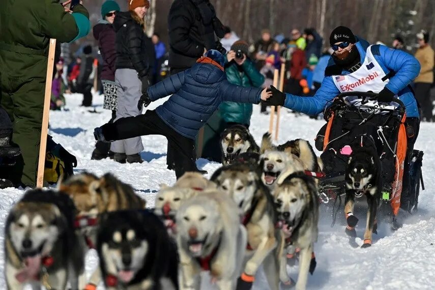 Гонки на собачьих упряжках на Аляске. Аляска Айдитарод. Iditarod Trail Sled Dog Race. Айдитарод 2022 гонка на собачьих упряжках. Шоу гонки за лайками