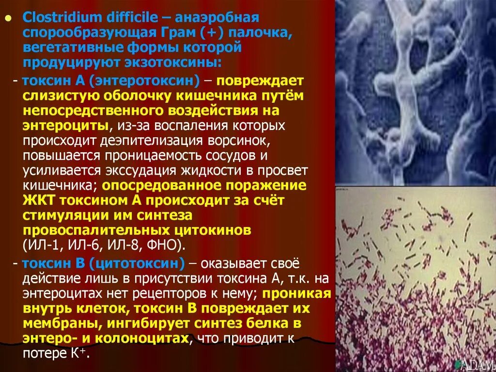 Токсин клостридии диффициле. Клостридии токсины. Экзотоксины Clostridium difficile. Clostridium difficile что это