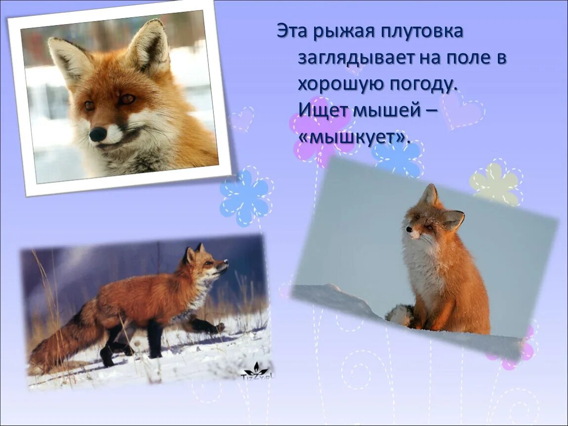 Плутовка проверочное. Рыжая плутовка. конфеты лиса плутовка. хороша плутовка. плутовка это понятие 3 класс.