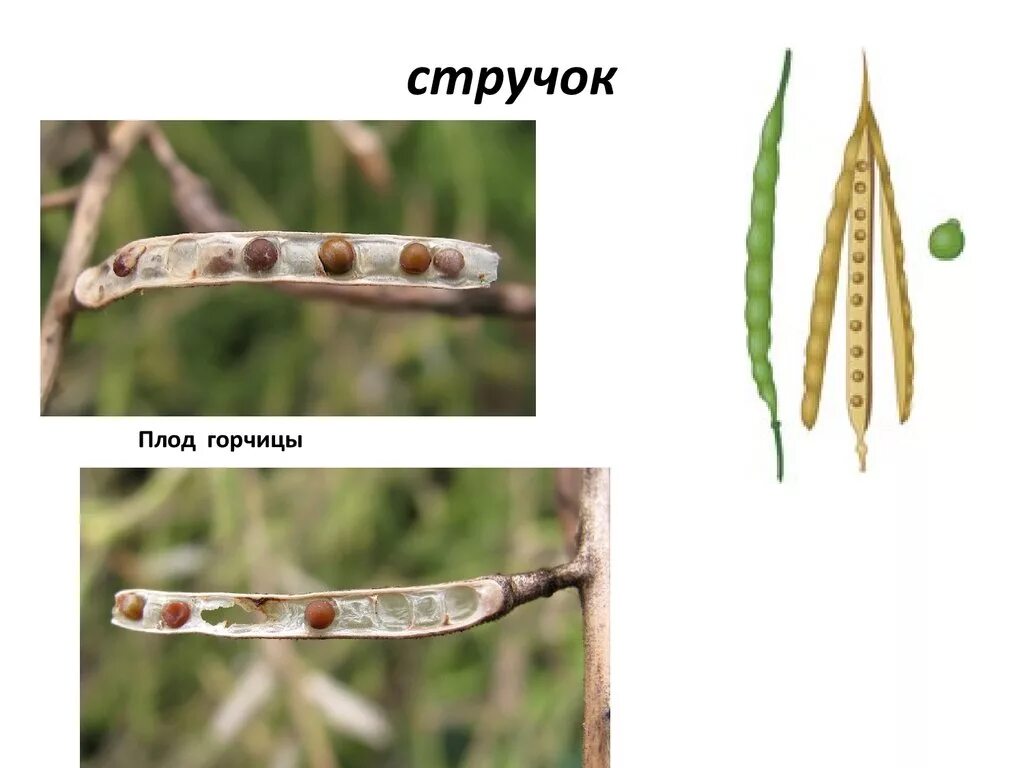 Стручочек. Боб стручок стручочек. Плод Боб стручок стручочек. Плод стручок строение. Стручок стручочек горчица.