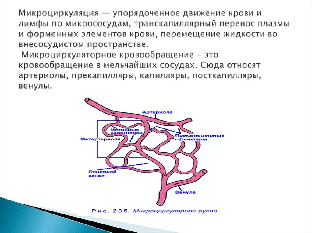 Нарушение кровообращения в сосудах. Микроциркуляторное русло механизм. Строение микроциркуляторного русла физиология. Сосуды микроциркулярного русла. Микроциркуляторное русло лимфатической системы.