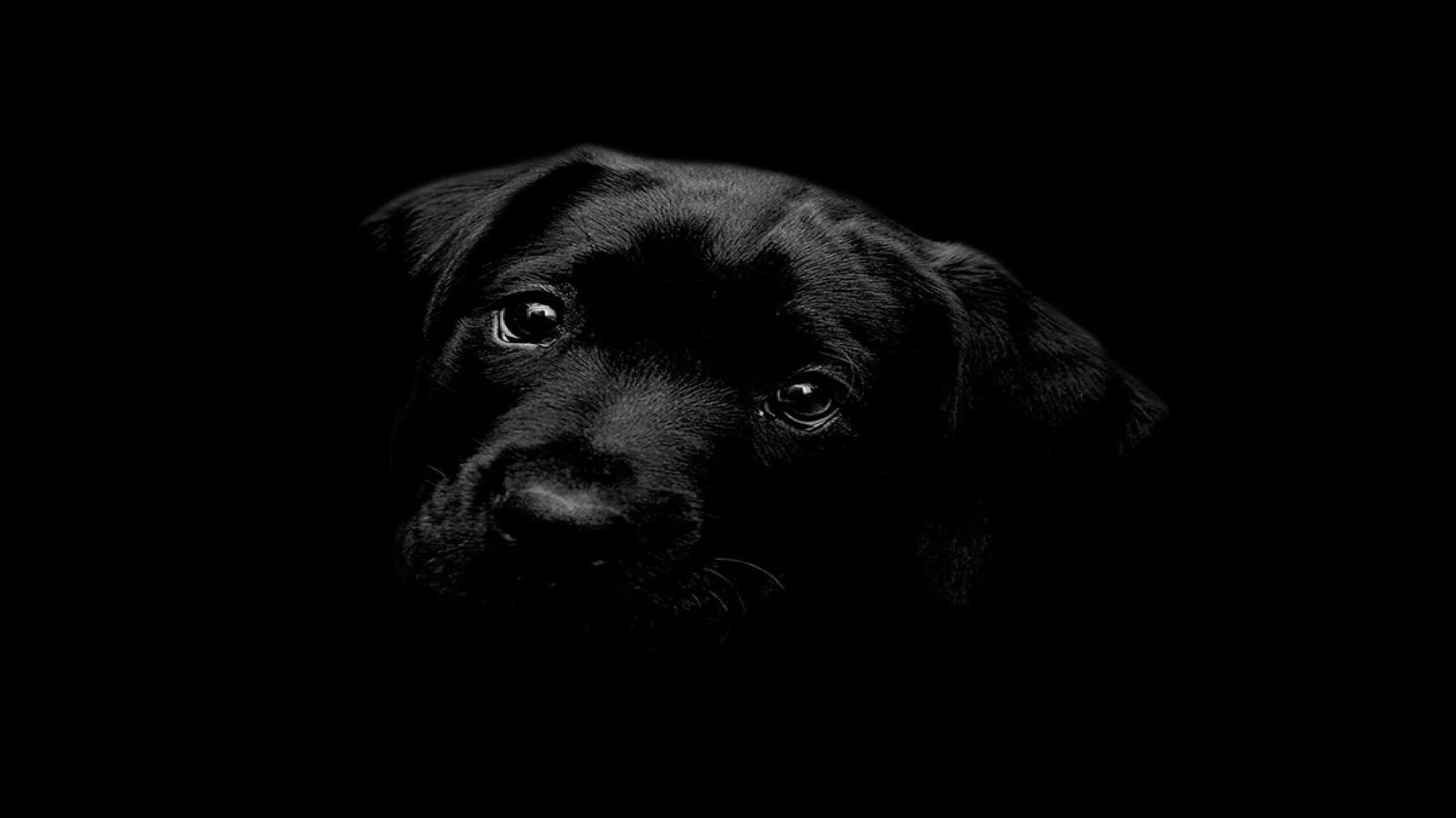 Черная собака песня. Собака на черном фоне. Черный лабрадор на черном фоне. Собака на темном фоне. Собака на черном фоне рисунок.