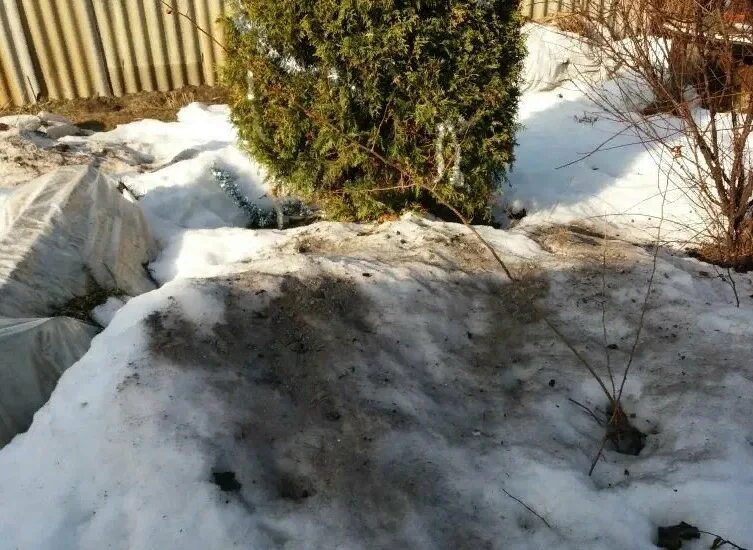 Хвойная зола. Зола на снегу. Снег на участке. Таяние снега. Снег в огороде.