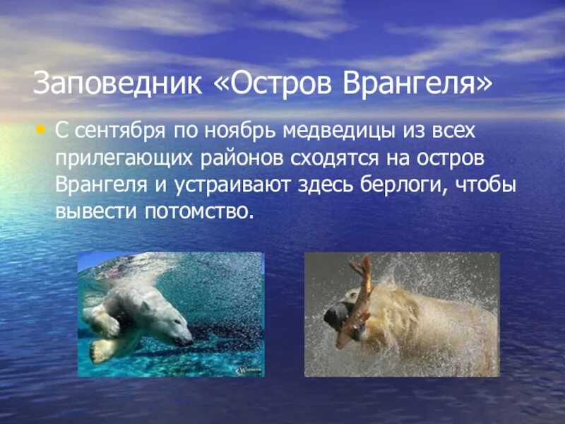 Остров врангеля какие животные под охраной. Заповедник остров врангеля презентация. остров врангеля интересные факты. доклад о острове. органический мир.о врангеля.