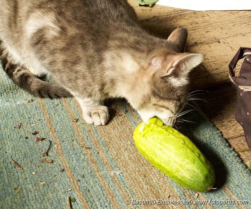 Кошки едят огурцы. Кот и огурец. Коты жрут огурцы. Кот огурчик. Кот ворует огурцы.