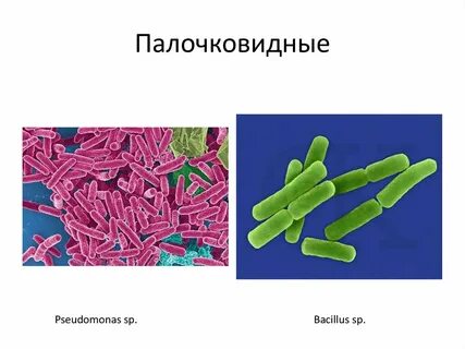 Бациллы форма