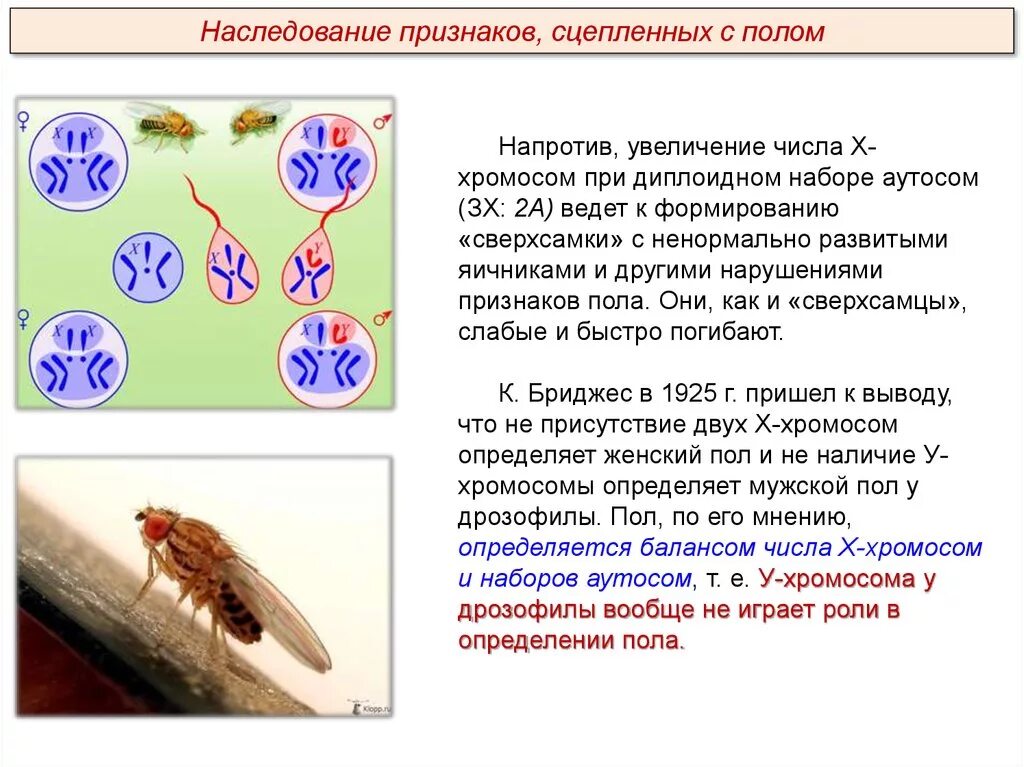 Число аутосом в диплоидном наборе. Число аутосом в диплоидном наборе. Диплоидный набор хромосом имеет. Число аутосом в диплоидном наборе. Кариотип и идиограмма хромосом человека.