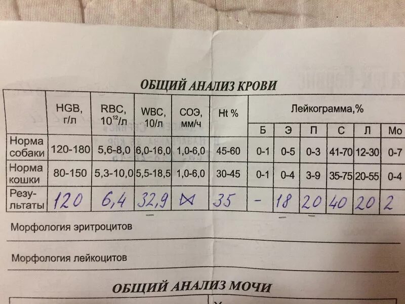 Анализы на онкологию. Анализ крови на онкологию. Общий анализ при онкологии. Анализы при онкологии показатели.