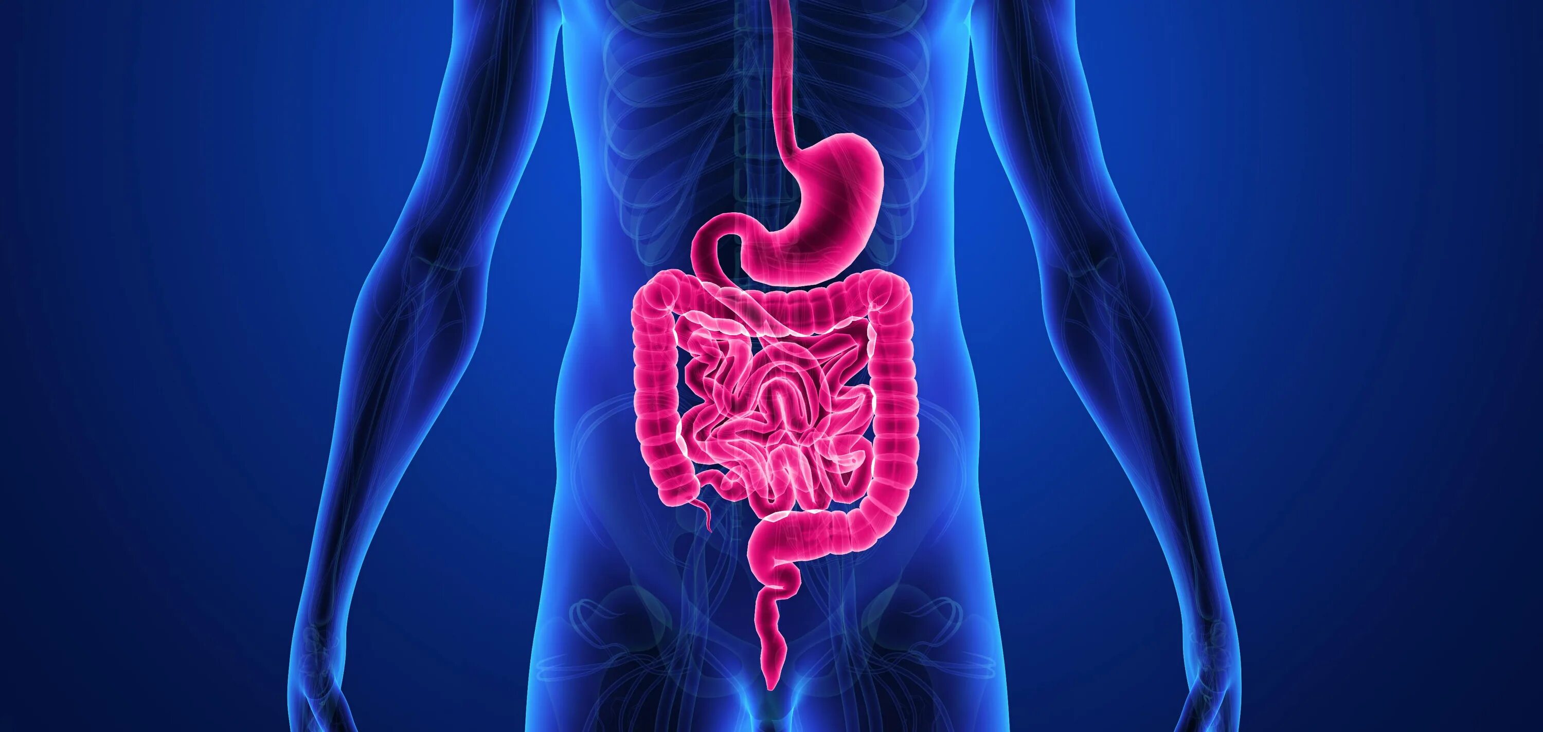 Пищеварительная система анатомия печень. Заболевания печени и почек. Человеческий организм. Поражение печени и поче. Кишечного тракта печени почек.