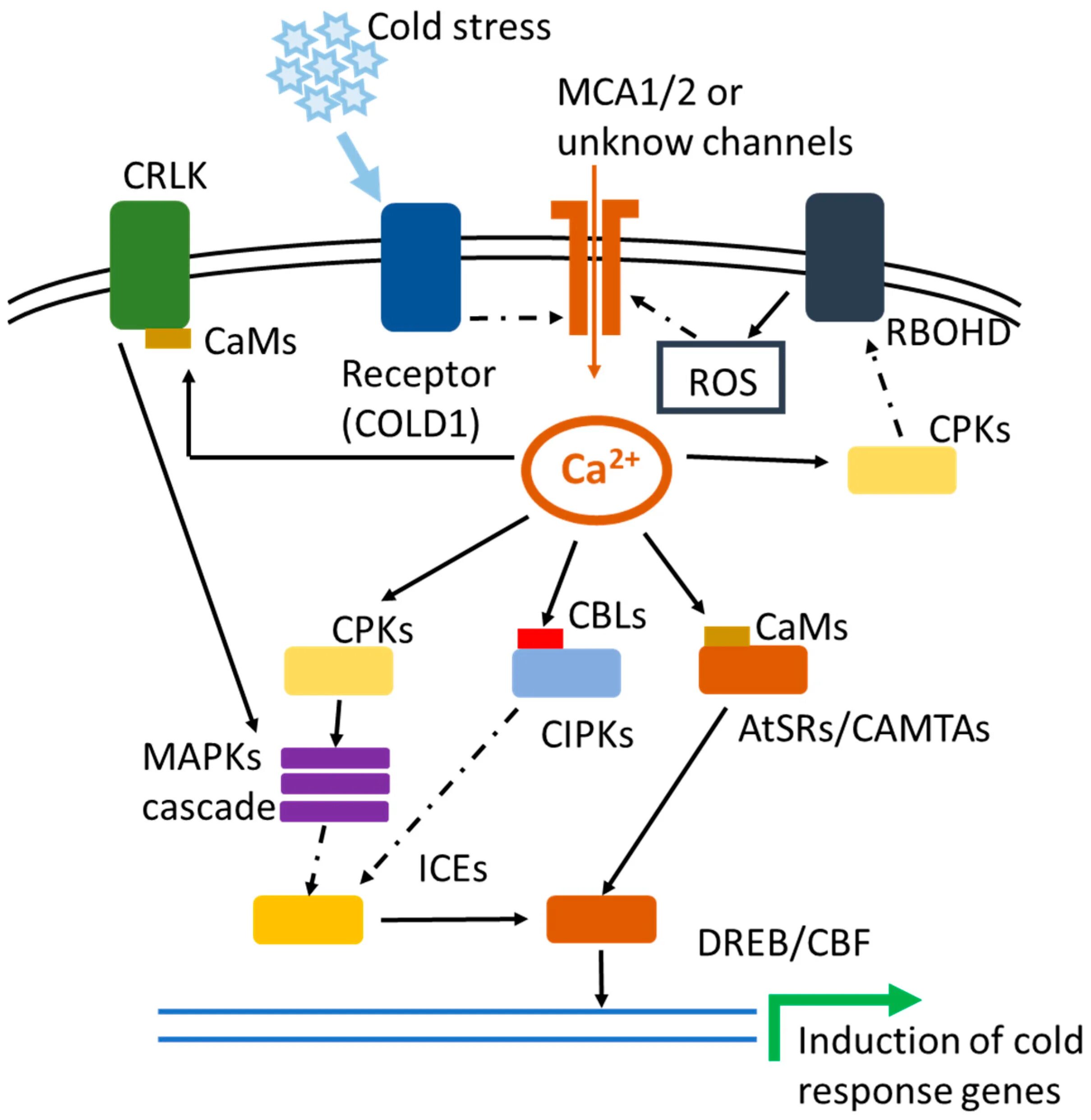 Cold response. Cold stress. calcium signaling. stress of plants.