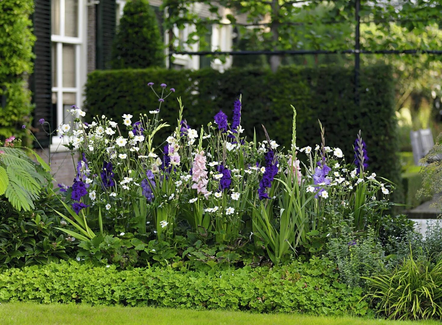 Космея кореопсис. Вербена однолетки. Однолетники двулетники многолетники. Однолетники двулетники многолетники. Луговые цветы.